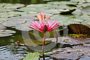 Lilly water Flowers at Suoi Yen chua Huong