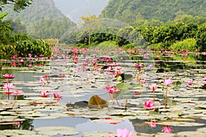 Lilly water Flowers at Suoi Yen chua Huong