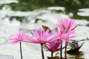 Lilly water Flowers at Suoi Yen chua Huong photo