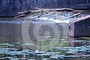 Lillypad covered dam