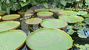 Lillypads