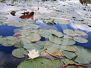 Lillypads oh pleanty