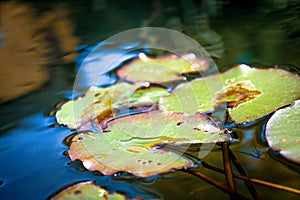 Lillypads in the pond