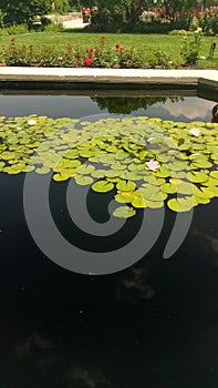 Lillypads