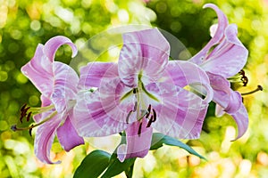 Lily affected by variegation virus. Lily OT-hybrid