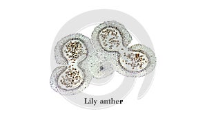 Lily anther micrograph photo