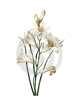 Lily | Antique Flower Illustrations