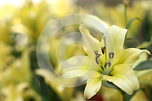 Lily Flowers