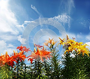 Lily on the background of high sky with a fancy cloud like a bi