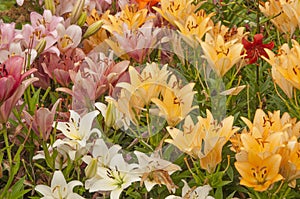 Lily, beautiful colorful lily in the garden