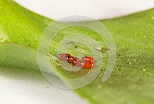 Lily Beetle Eggs on a leaf