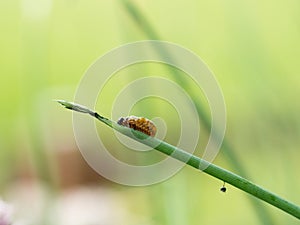 lily beetle larva crawling on chives leaf