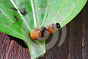 A lily beetle larva crawling on the edge of a leaf