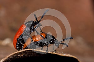 Lily beetle mating