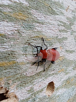 Lily Beetle, Red Lily Beetle or Scarlet Lily Beetle