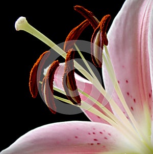 lily in bloom stigmas and anther