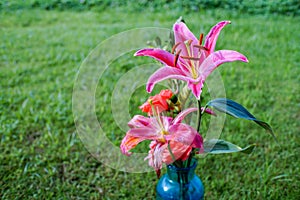 Lily blooming in glass bottle