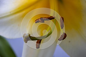 Lily blossom stamens photo