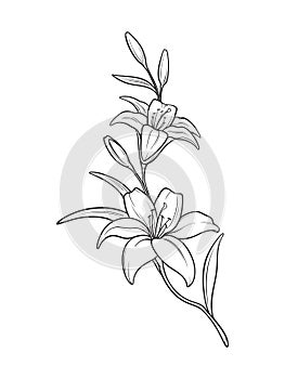 Lily branch flowers hand drawn line art tattoo design isolated vector illustration