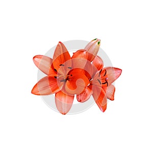 Lily bright orange flower head isolated cutout object side view, houseplant