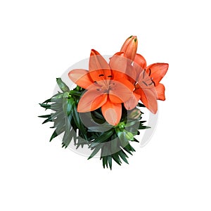 Lily bright orange flower isolated cutout object top view, houseplant