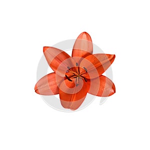 Lily bright orange flower isolated cutout object top view, houseplant
