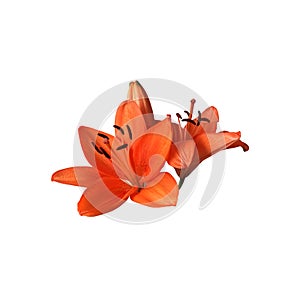 Lily bright orange flower isolated cutout object top view, houseplant in pot floral bouquet