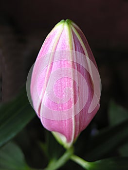 Lily bud