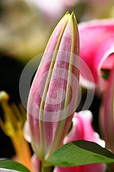 Lily bud