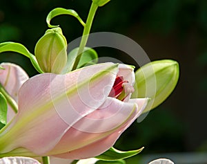 Lily Bud