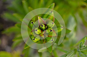 Lily buds in dew, background, green