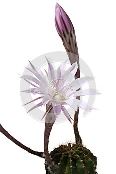 Lily cactus, Echinopsis flower on white background