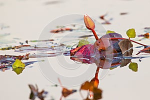 Lily in Choebe river