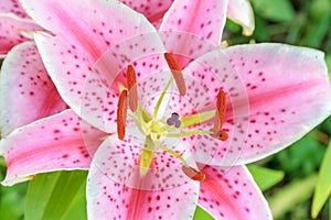 Lily close up