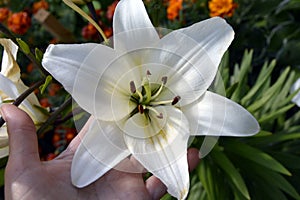 Giglio sul Palma. fiori da bianco giglio durante fioritura periodo. bellissimo fioritura giardino cespugli fioritura 