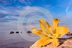 Lily on the coast