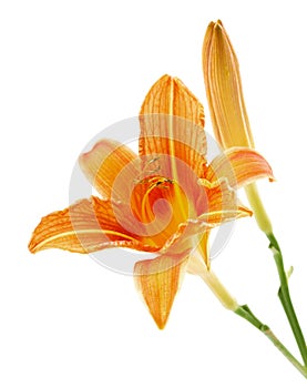 Lily or daylily isolated