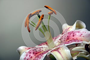 Lily detail of stamen and petals photo