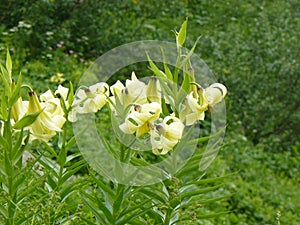 Lily of the field