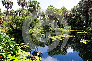 A lily filled pond with a blue sky reflected in the pond