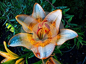 Lily flower.