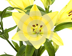 Lily flower background