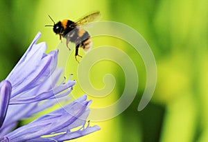 lily flower bee African agapanthus (Agapathus africanus) with bumble bee