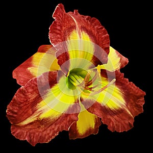 Lily flower on black isolated background with clipping path. Closeup. For design. View from above