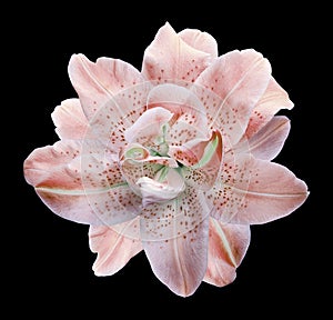 Lily flower on black isolated background with clipping path. Closeup. For design. View from above.
