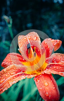 Lily flower blooming in the garden on a summer day after rain. Flower petals covered with water droplets. Image with selective foc