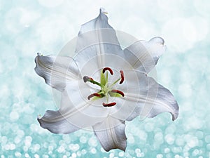 Lily flower on a blue background