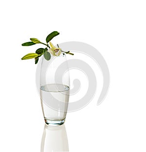 lily flower and bud on transparent glass vase