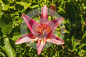 Lily flower with buds.View from above.