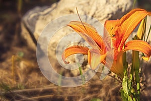 Lily flower close up